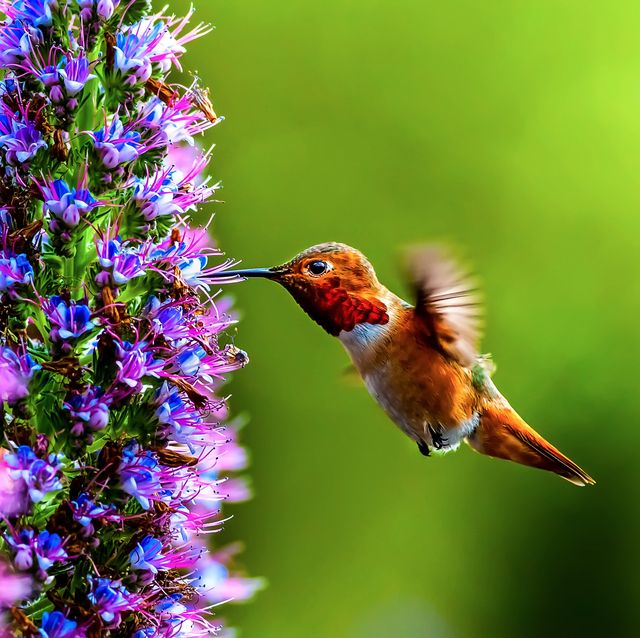14 Flowers That Attract Hummingbirds, Hummingbird Garden