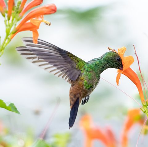 14 Flowers that Attract Hummingbirds - Best Blooms for Pollinators