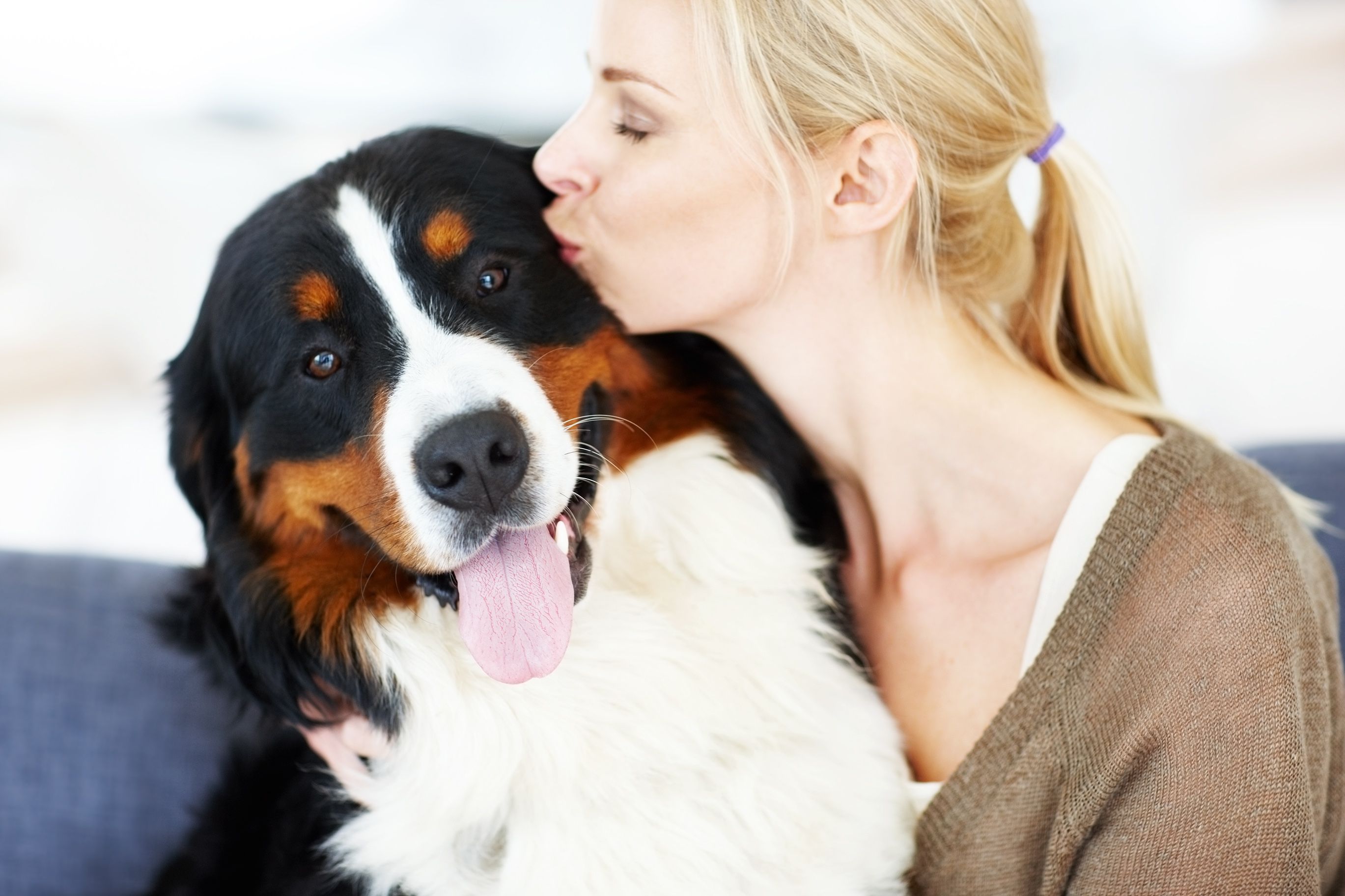 big giant fluffy dog