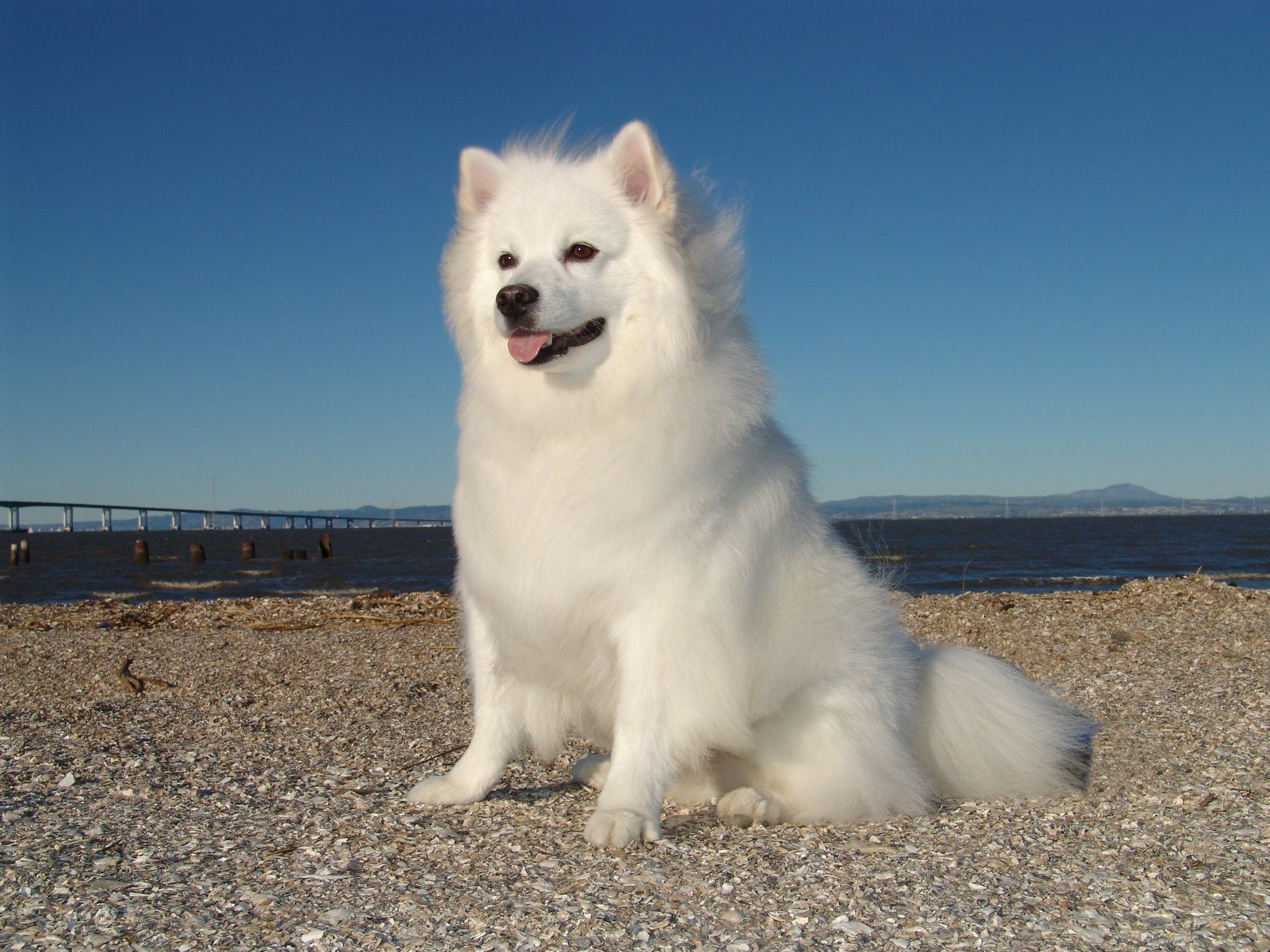 large white fluffy dog