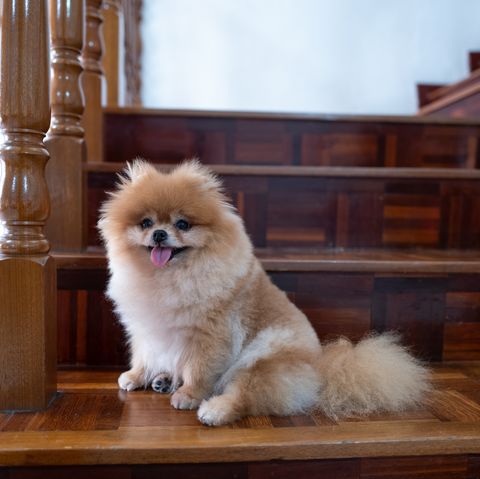 fluffy dog breeds - Pomeranian