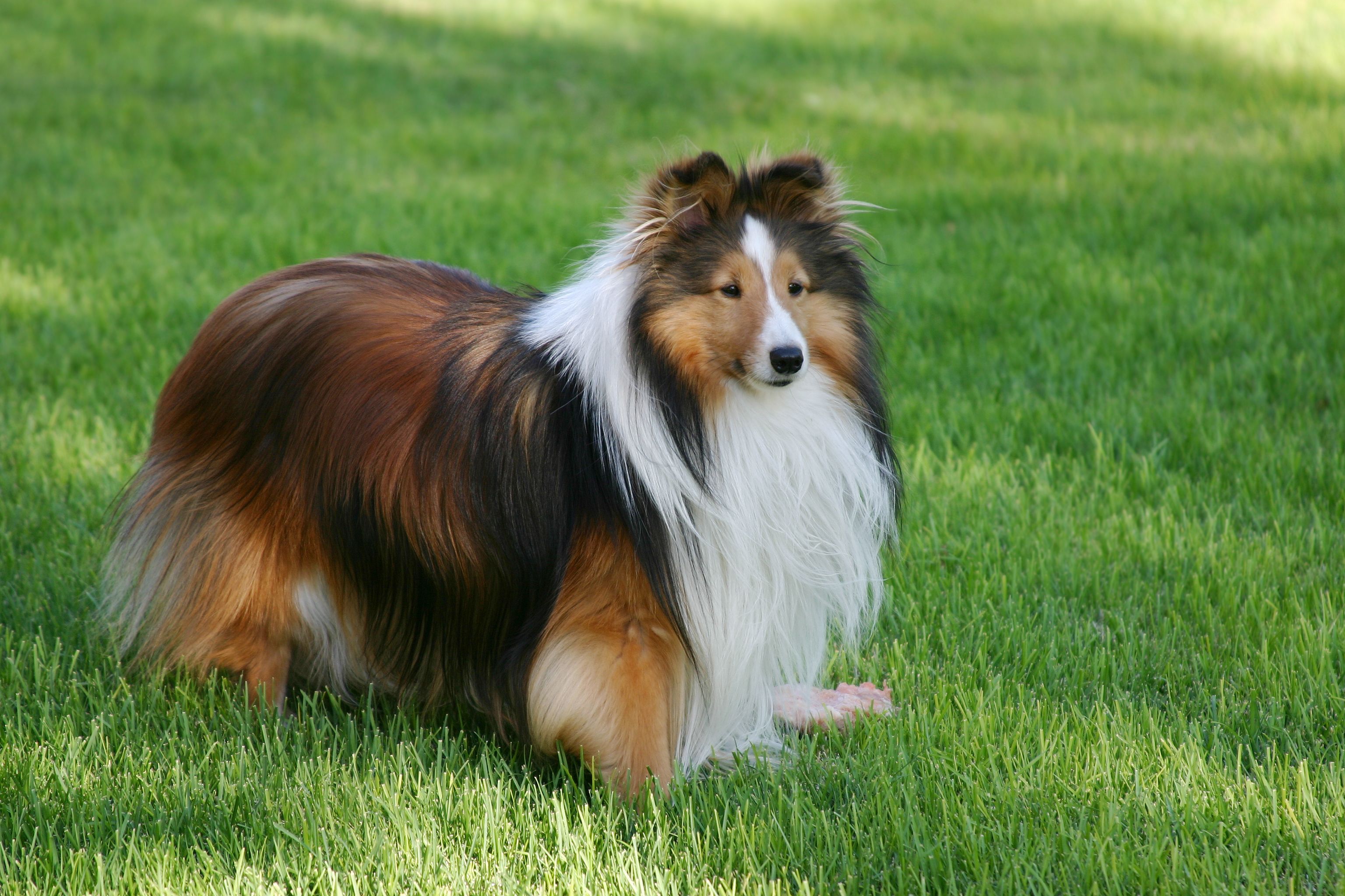 big fluffy breeds of dogs