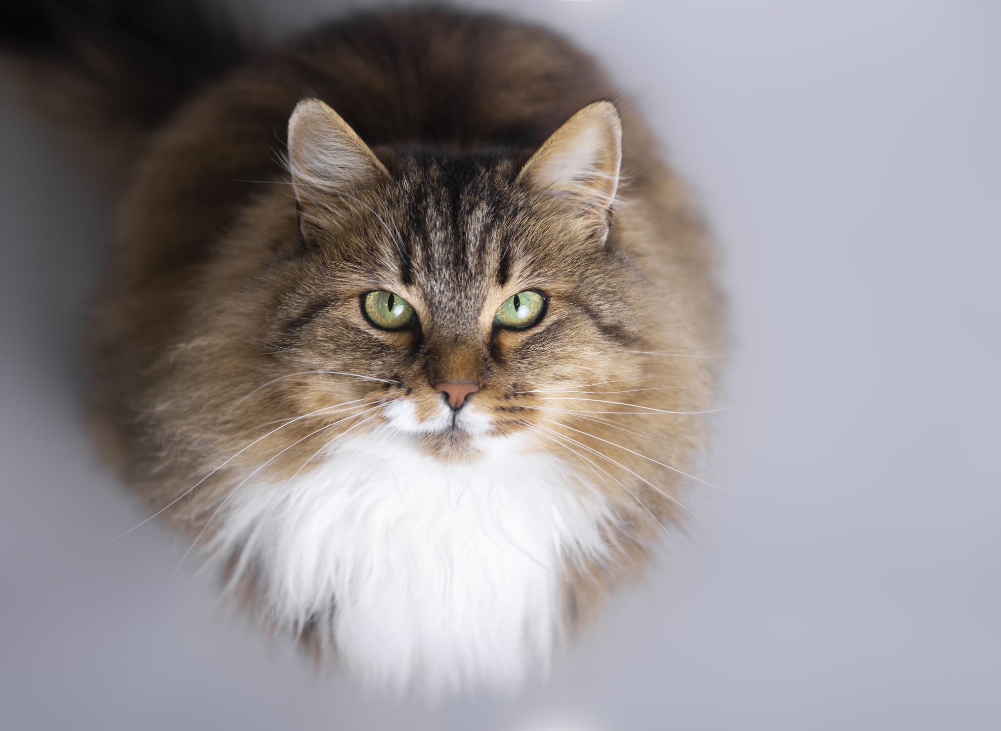 siberian cat cats dander