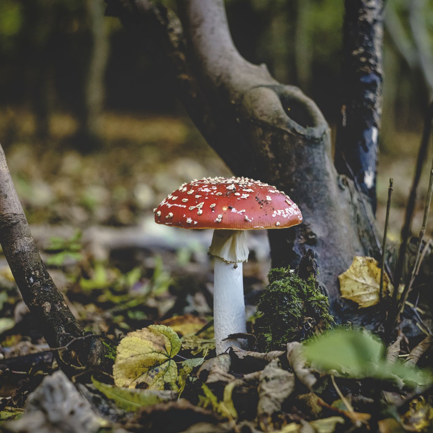 An Apocalypse of Toxic Fungi Could Threaten Millions of Lives Within 15 Years