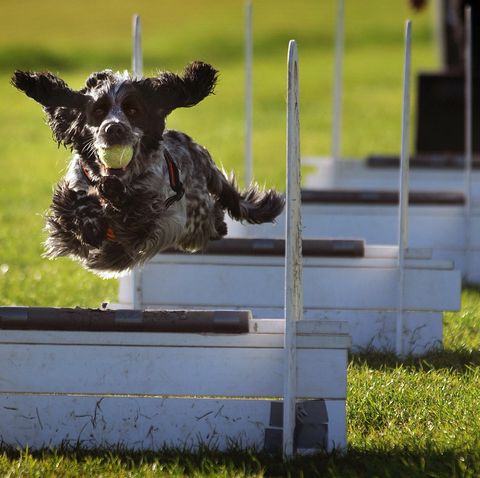 flyball dog training
