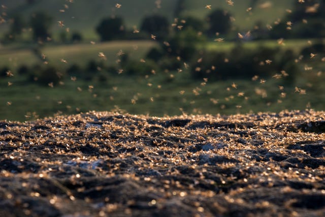 flying ants how to get rid of flying ants