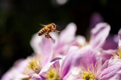 Flying bee near a sunflower