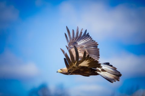 Golden Eagles Successfully Breed in Dundreggan﻿ Scottish Highlands