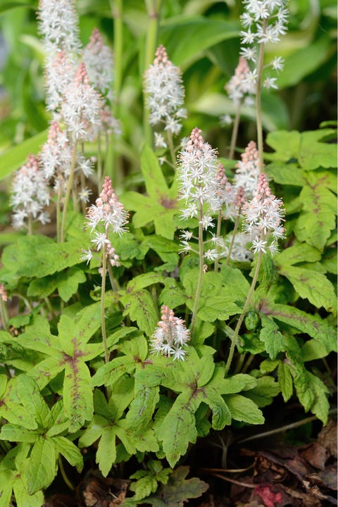 Foamflower