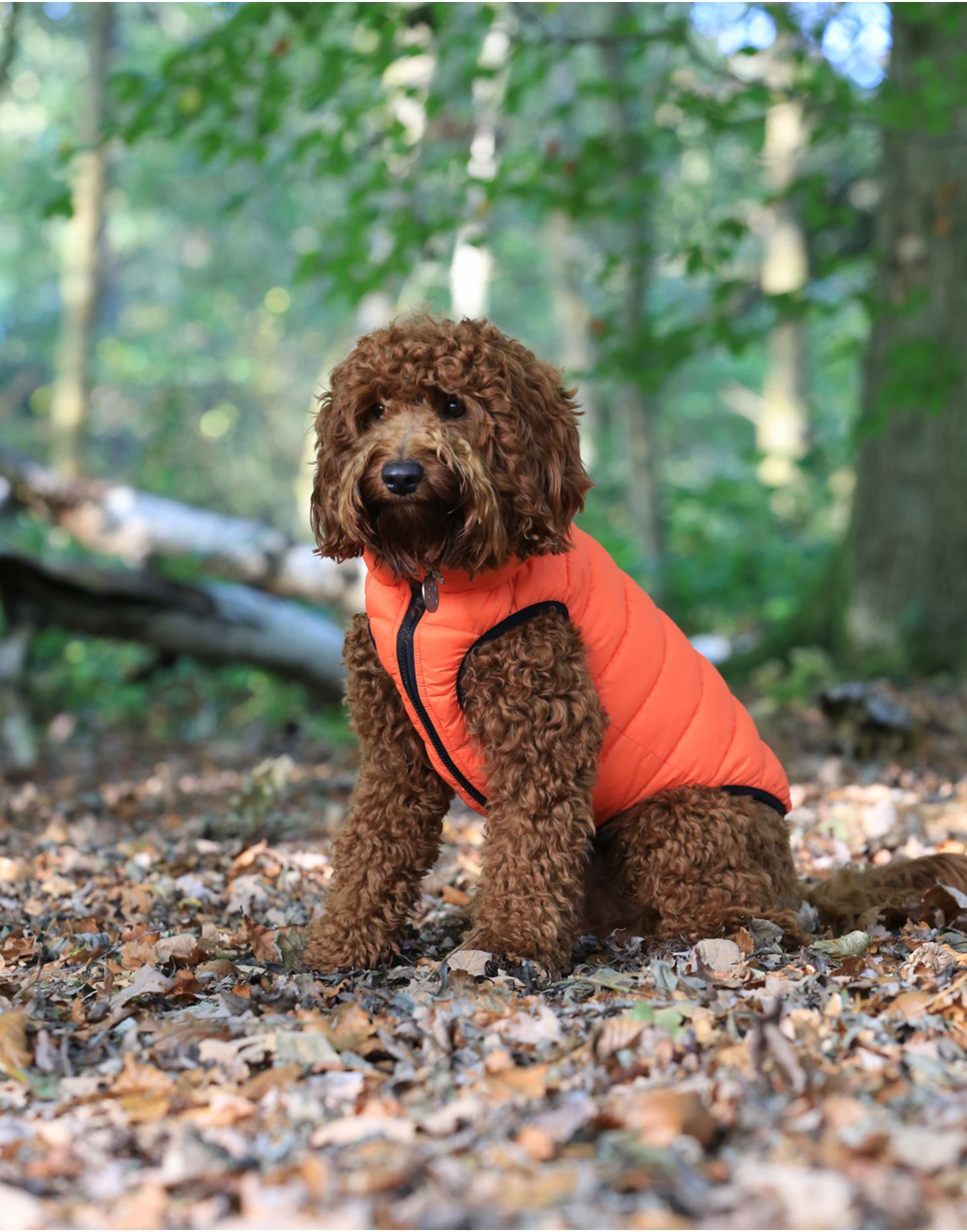 red joules dog coat