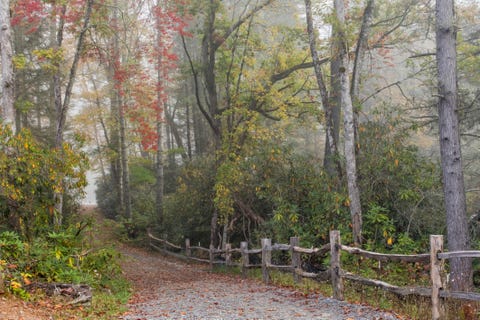Footpath to Hooker Falls and autumn colors in fog, Dupont State Forest, near Brevard, North Carolina, USA Footpath to Hooker Falls and autumn colors in fog, Dupont State Forest, near Brevard, North Carolina, USA