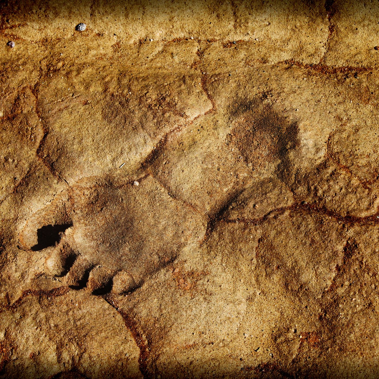 Archaeologists Found 23,000-Year-Old Footprints That Rewrite the Story of Humans in America
