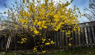 forsythia, golden bell flowers