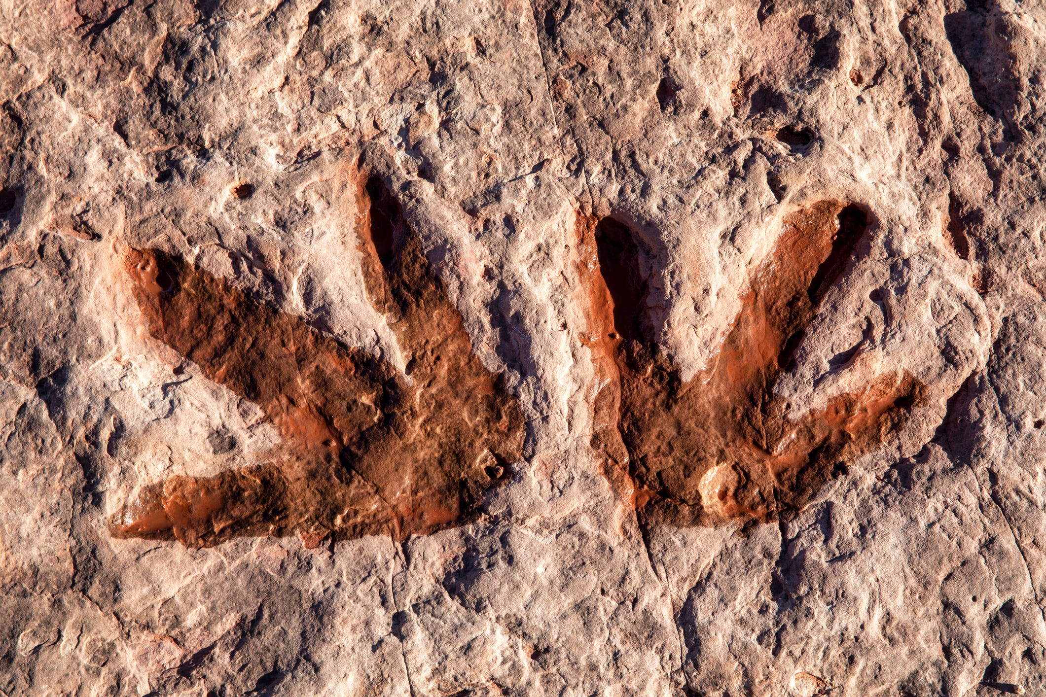 Archaeologists Discovered New Dinosaur Footprints—and Mysterious Symbols Next to Them