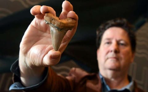 ancient shark tooth find