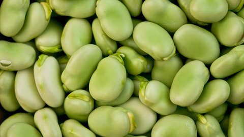 beans, the path between properties and taste