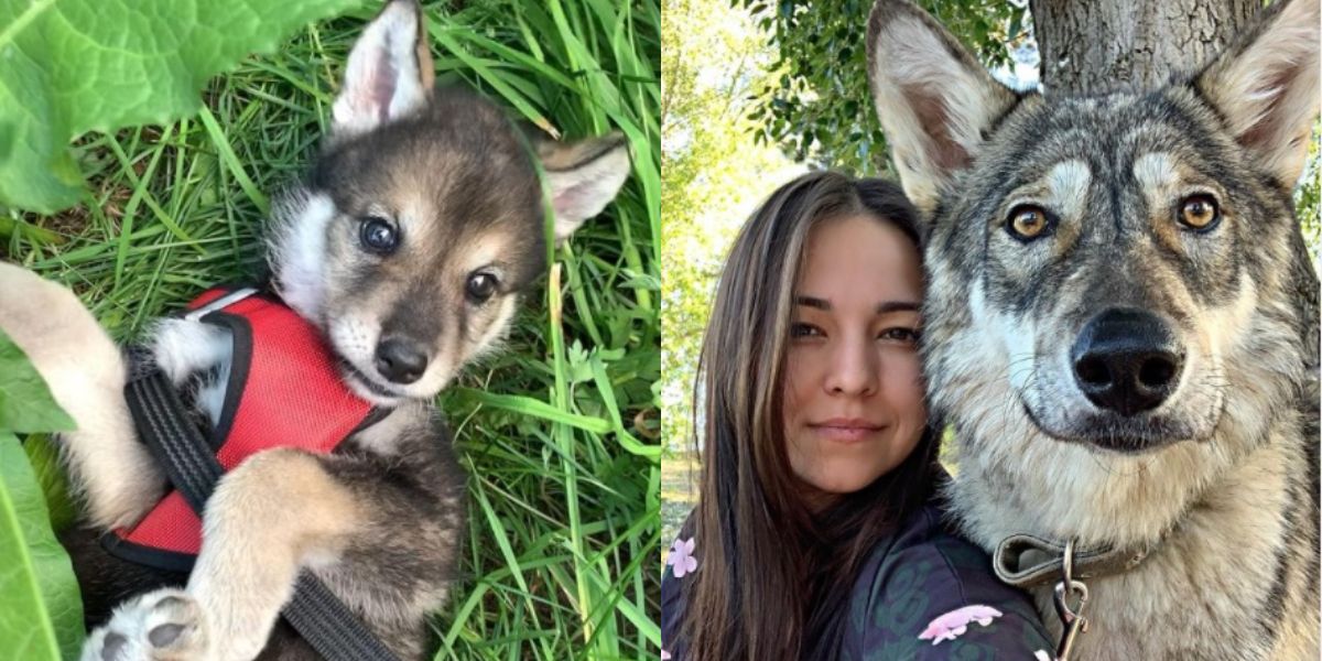 育児放棄された 狼犬 の里親に ロシア人女性のsnsが話題