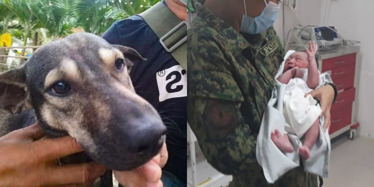 リアルヒーロー 吠えるのをやめない犬 が伝えたかったこととは
