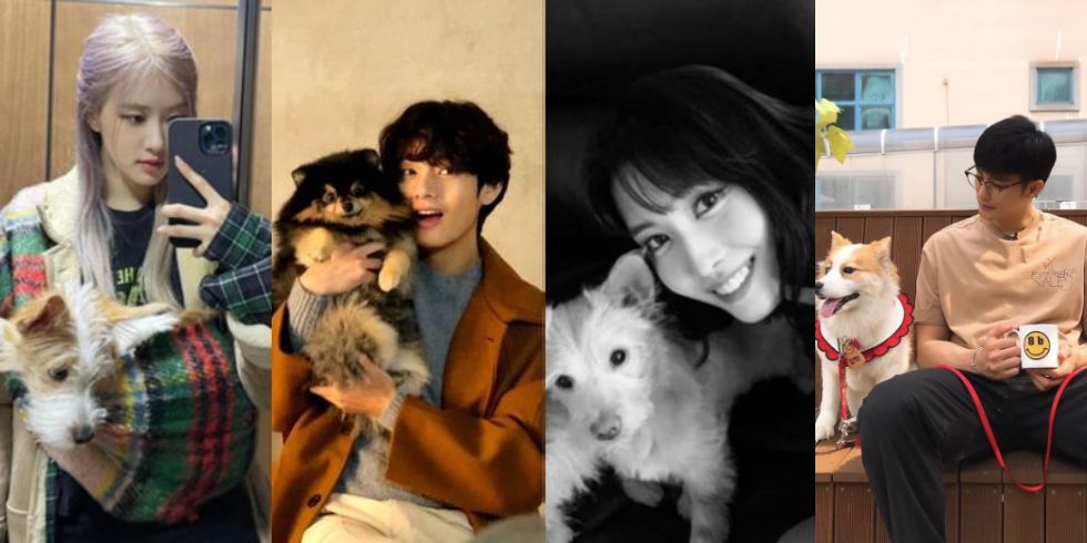 Btsやblackpinkも 保護犬の里親となった韓国人セレブ12選