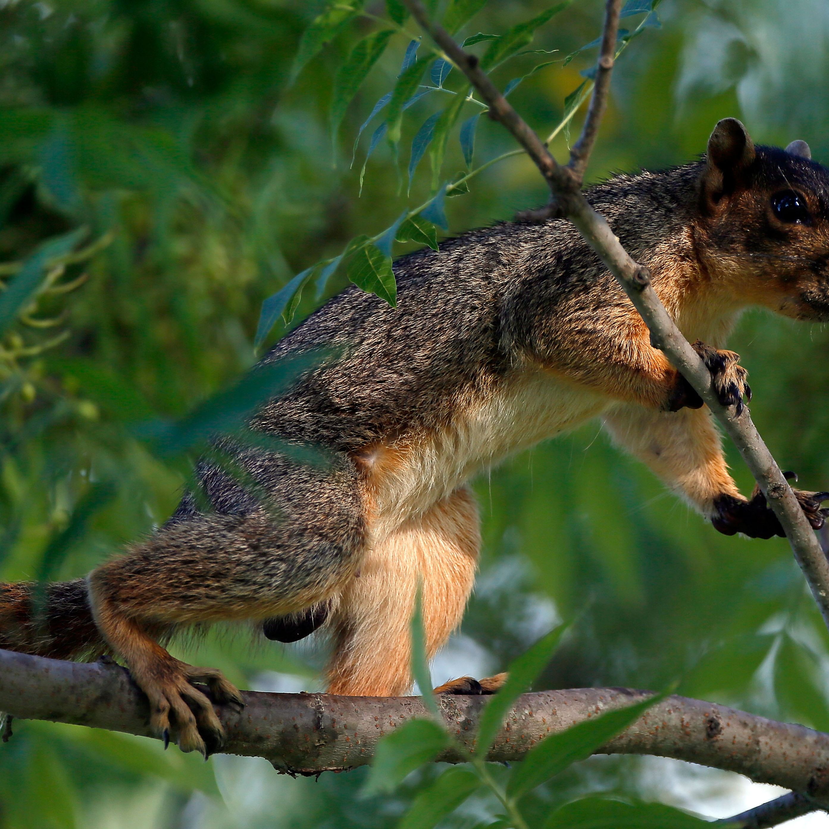 The Army Is Modeling Its Future Robots on ... Squirrels