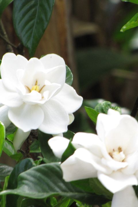 11 Fragrant Night Blooming Flowers Best Flowers That Only Bloom