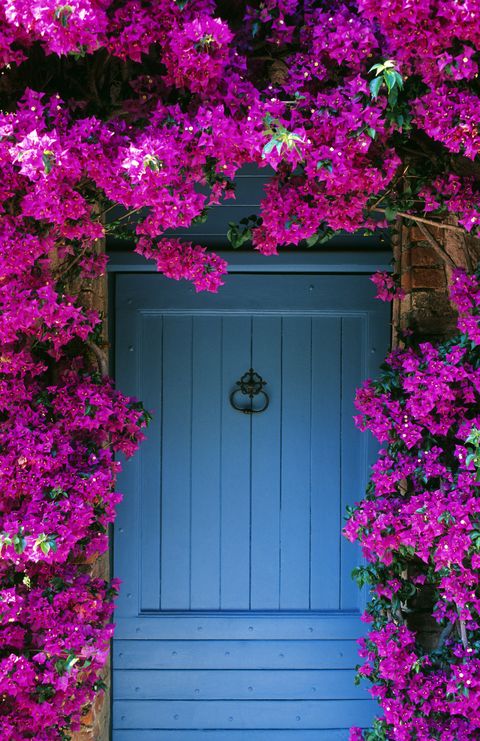 20 Best Flowering Vines and Vine Plants - Best Wall ...