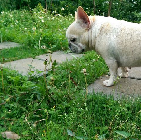 french bulldog dog garden