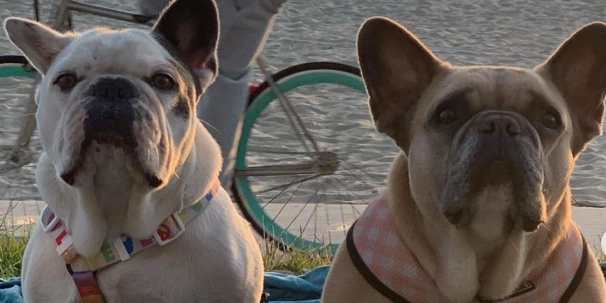 Lady Gaga’s Dogs Were Found ‘Safe’ After Being Stolen in an Armed Robbery Lady Gaga’s Dogs Were Found ‘Safe’ After Being Stolen in an Armed Robbery