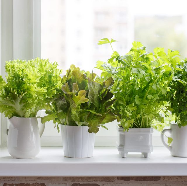 14 Indoor Herb Garden Ideas 2020 Kitchen Herb Planters We Love