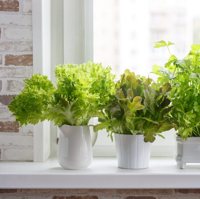 15 Indoor Herb Garden Ideas 2020 Kitchen Herb Planters We Love