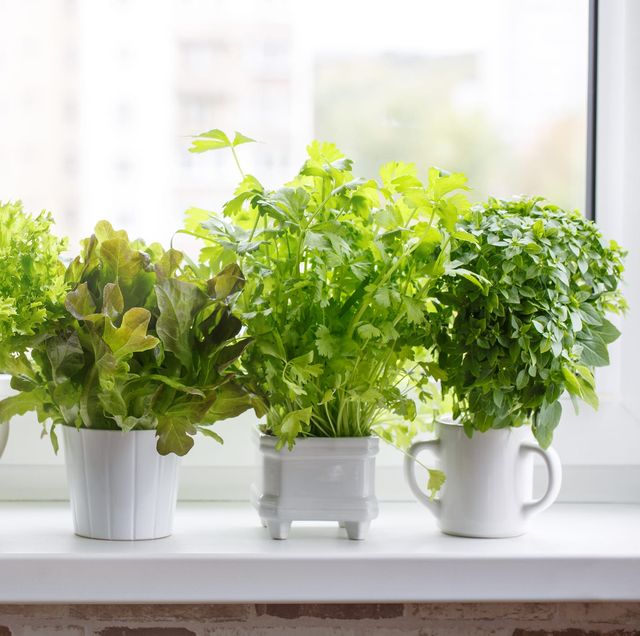 fresh aromatic culinary herbs in white pots on windowsill lettuce, leaf celery and small leaved basil kitchen garden of herbs