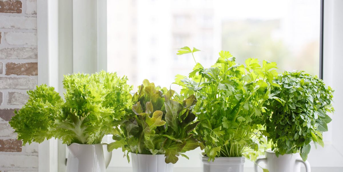 kitchen herbs indirect light indoor