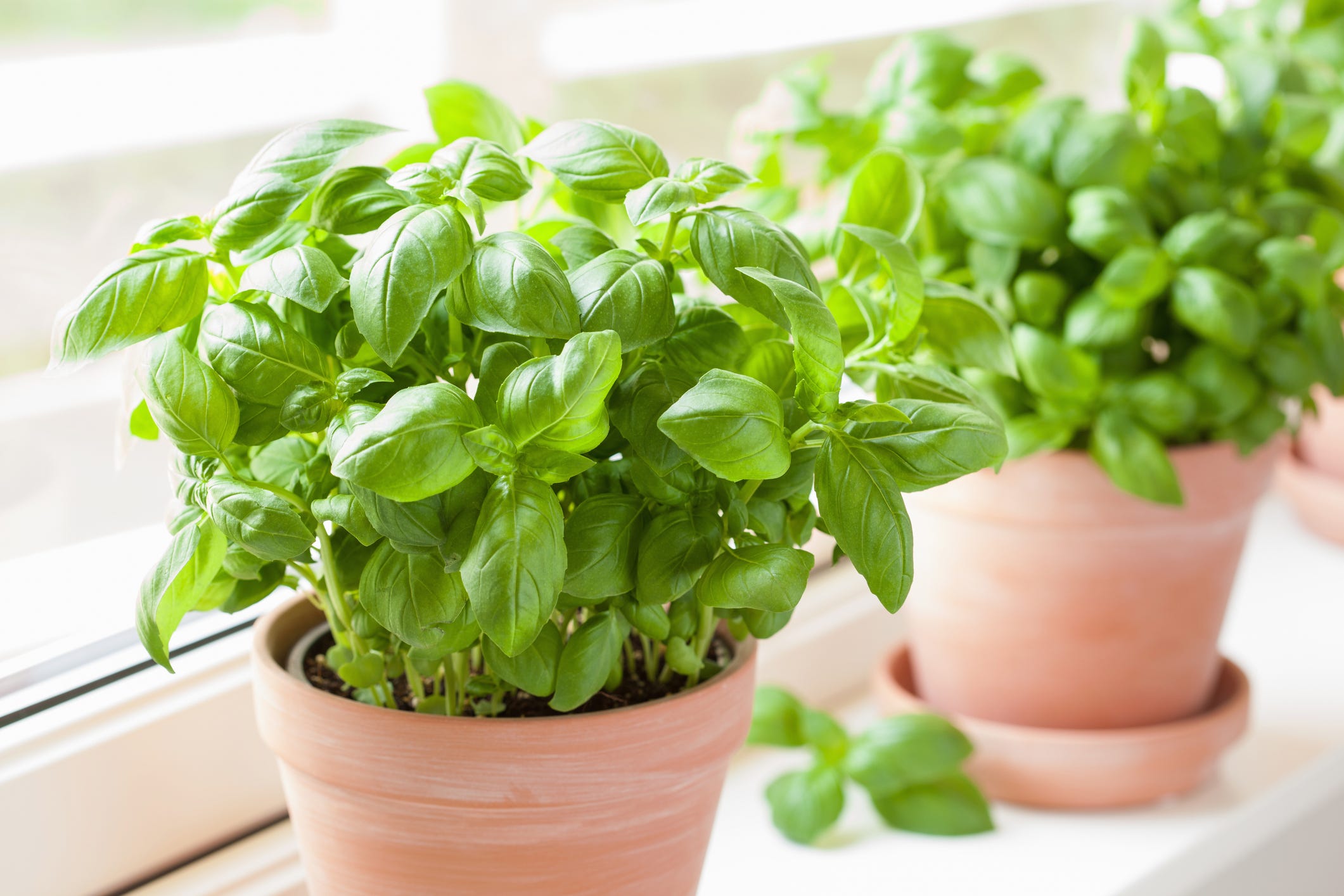 We Figured Out the Best Way to Keep Your Basil Plant Thriving All Summer Long