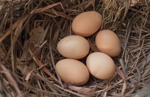 fresh chicken eggs with nest