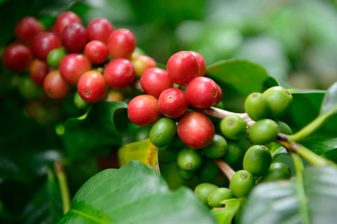 Fresh coffee  beans 