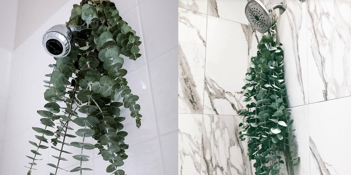 Hanging Eucalyptus In Your Shower Can Make Bath Time More Relaxing