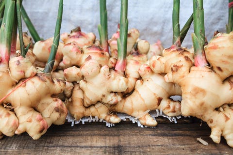 Fresh gingers on the wood table