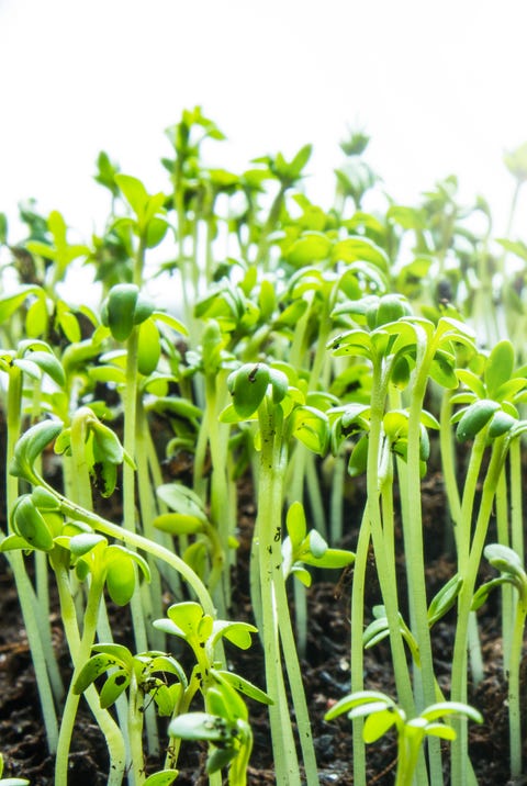 家庭菜園で簡単にできる おすすめのすぐ育つ野菜 7 Elle Gourmet エル グルメ 家庭菜園で簡単にできる おすすめのすぐ育つ野菜 7 Elle Gourmet エル グルメ