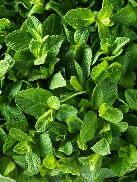 Fresh mint fresh mint