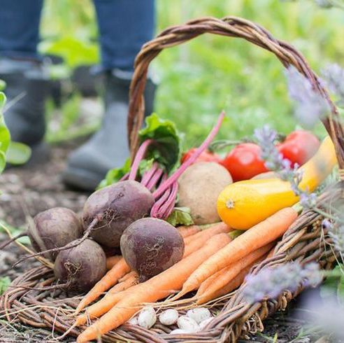 Root vegetable, Whole food, Produce, Natural foods, Local food, Ingredient, Carrot, Vegan nutrition, Soil, Vegetable, 