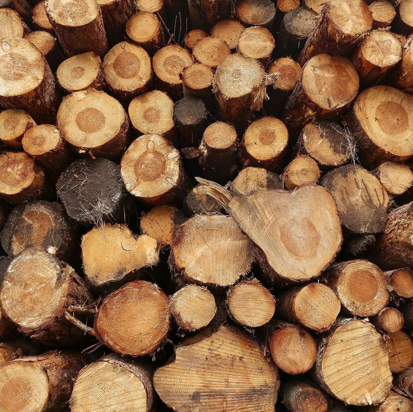 Lumber Prices Are FINALLY Falling. Here's Why—and What It Means for You.