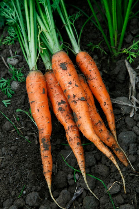 Fall Garden Vegetables