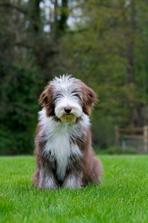 12 Friendliest Dog Breeds - Friendly Dogs For Families
