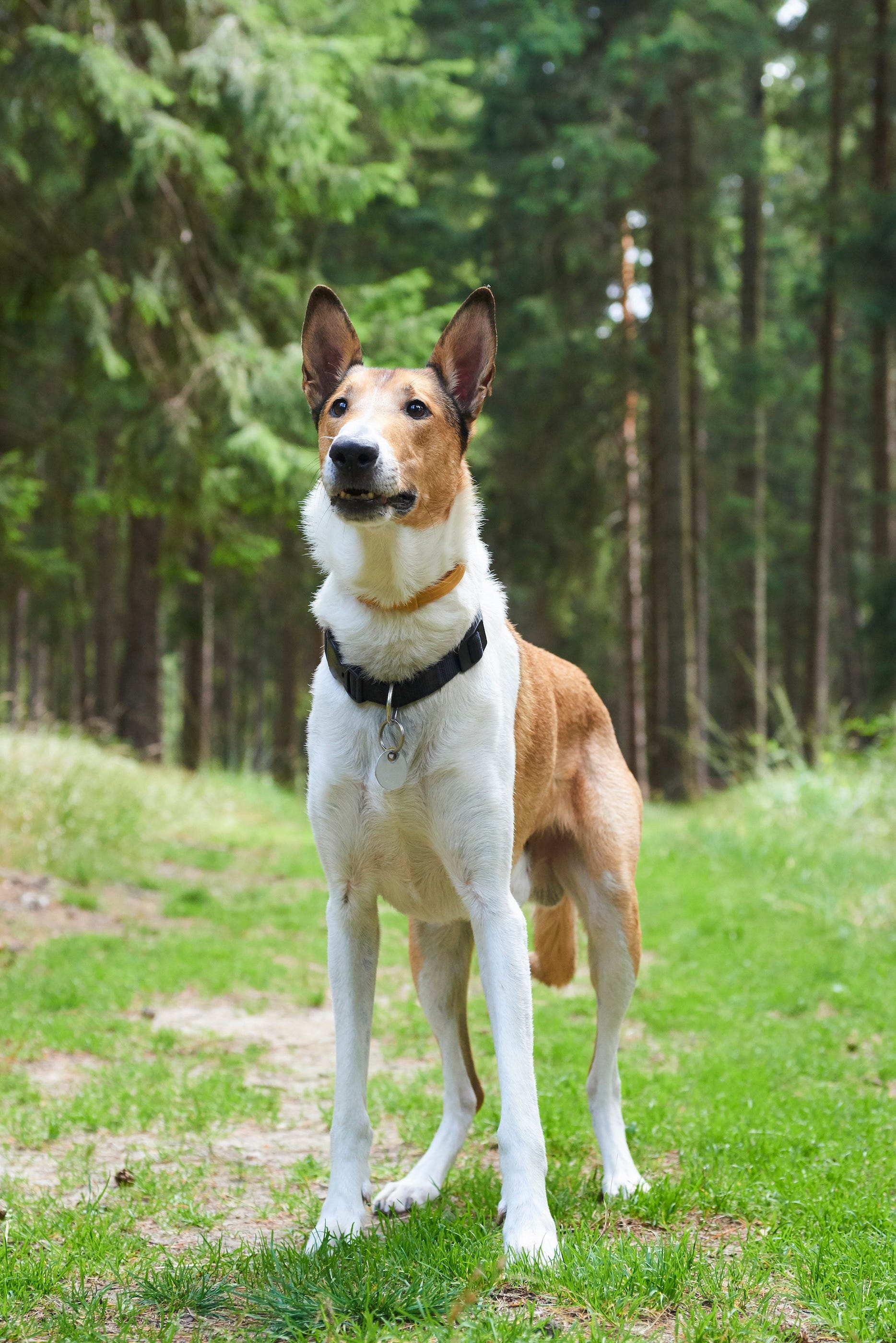 The 6 Friendliest Dog Breeds that Love People