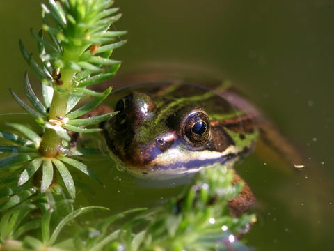 frog in water