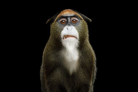 aap die niet blij kijkt