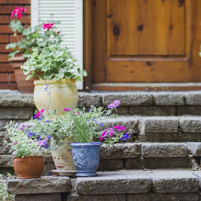 25 Best Front Door Plants For, Tall Plants For Patio Pots Uk