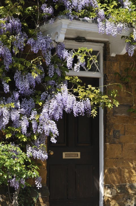 front garden ideas, wisteria growing around the door