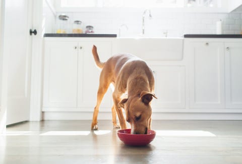 Can Dogs Get Salmonella And How Can It Be Treated