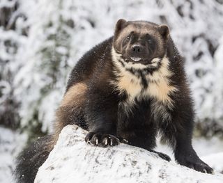 Front view of Wolverine, Gulu Jolo, sitting on snow, Haines, Alaska, USA